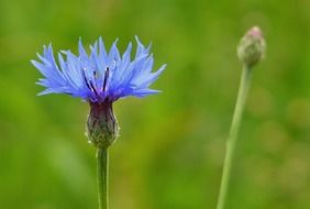 Beautiful blossoming, blue cornflowers on the green grass