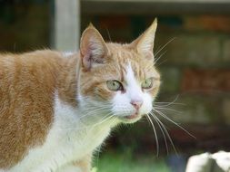 cute ginger cat pet portrait