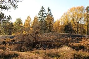 fall colors in a forest
