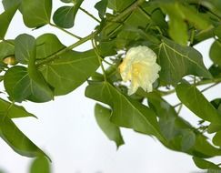 blooming tropical hibiscus