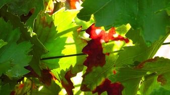 green and red leaves in autumn