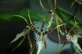 Orchid flowers blossom close-up on blurred background