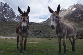 donkeys in peru