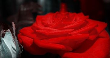 Red rose on a dark background