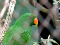 green parrot is an exotic bird