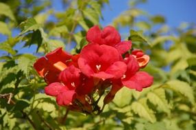 red flowers on a tree in the garden