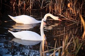Swans in the water