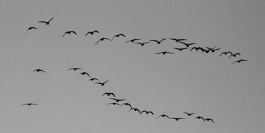 flock of ducks