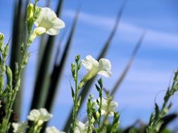 white beach flower