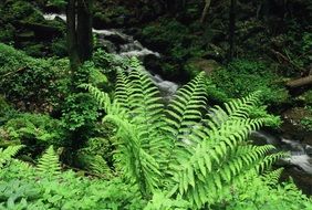 fern as a decoration of the forest