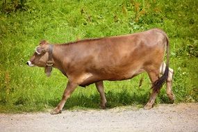 brown cow walking on roadside