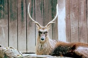 Japanese deer lies in near a wooden building