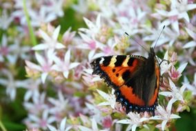 Beautiful butterfly on the flowers in spring