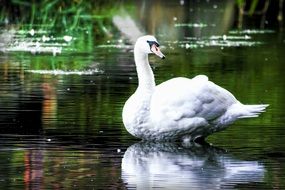 Picture of the swan in the wildlife