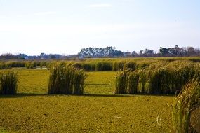 green prairie in Argentina