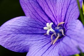 purple balloon flower