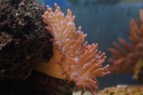 exotic sea anemone