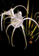 exotic white flower in taiwan