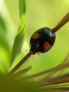 ladybug on a blade of grass close