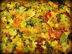 leaves in the late autumn forest