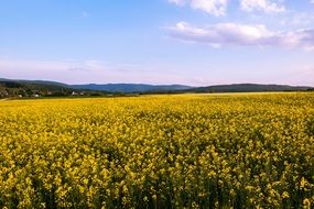 oilseed rape field