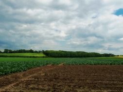 farmland, green field beneath clouds, netherlands