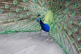 peacock at a zoo in Australia