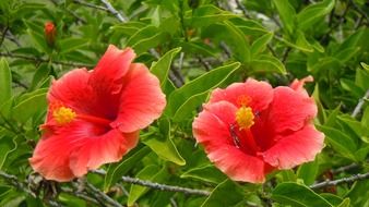 red hibiscus flowers
