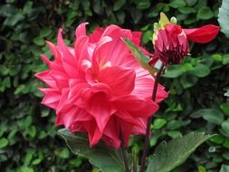 pink flower in a botanical garden