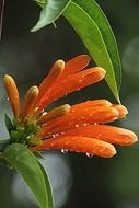 pyrostegia venusta orange trumpet bloom flowers