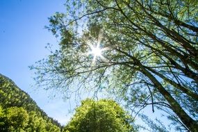 bright sun through the green branches of trees