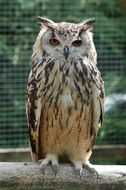 bengalese eagle owl in the zoo