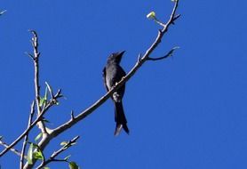 ashy drongo bird