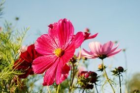 sunny cosmos flowers