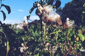 plants with fluffy inflorescences on stems close-up