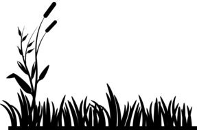 cattails grassdrawing