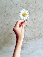 picture of the hand is holding a daisy