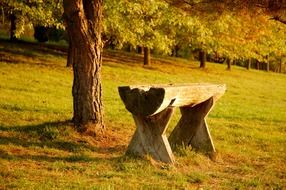 bench near a tree