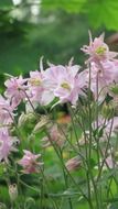 fascinating spring flowers pink