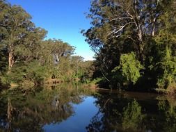 river among the forest in australia