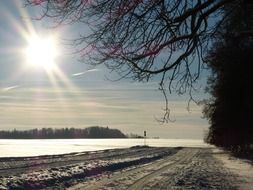 rural road with plants in light in winter