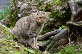 wildcat on the nature