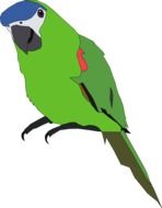 drawing of a green parrot