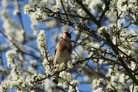 Goldfinch on a branch of a flowering tree