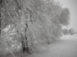 trees after snowfall in Germany