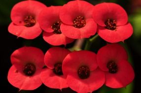 red thorn blossom flowers macro