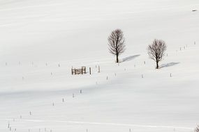 two lonely trees on a snow field in Germany