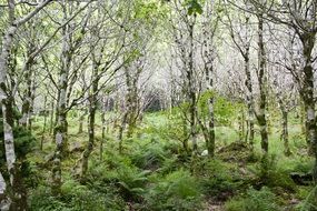 light birch grove