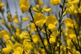 forsythia bush with yellow blossoms