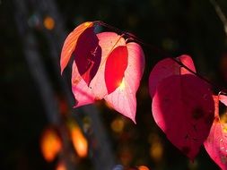 autumn red leaves tree